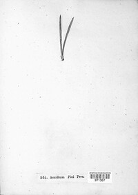 Cronartium pini image